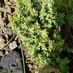 Juniperus drupacea পাতা