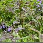 Polemonium reptans Liść