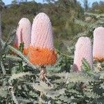 Banksia prionotes 花