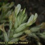 Astragalus vesicarius Floare