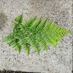 Dryopteris dilatataLevél