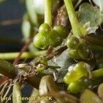 Ranunculus tripartitus 果実
