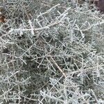 Seriphium plumosum Лист