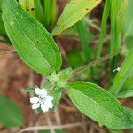 Aspilia bussei Blomst