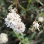 Lomelosia rutifolia Sonstige