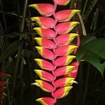 Heliconia rostrataКвітка