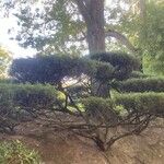 Juniperus chinensis 葉