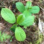 Cornus rugosa Feuille