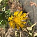 Grindelia hirsutulaŽiedas