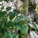 Berberis aquifolium List