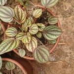 Peperomia albovittata Ліст