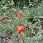 Alonsoa meridionalis Fleur