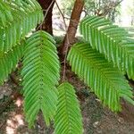 Newtonia buchananiiDelienn