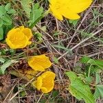 Sternbergia lutea موطن