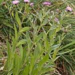 Erigeron atticus Libunga