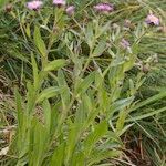 Erigeron atticus आदत