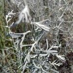 Artemisia maritima Leaf