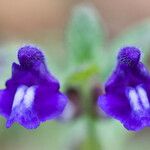 Scutellaria tuberosa Flor