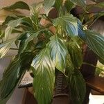 Spathiphyllum floribundum Φύλλο