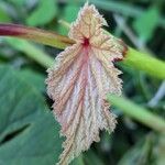 Begonia grandis Muu