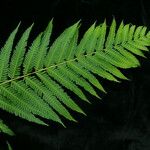 Pteris wallichiana Leaf