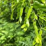 Gleditsia sinensis Blad