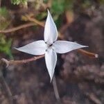 Conostomium quadrangulare Flower