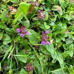 Prunella grandiflora 整株植物