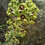 Euphorbia characias Цвят