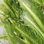 Hordeum murinum 花