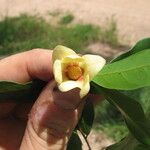 Uvaria pandensis Flower