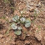 Eriogonum deflexum Leaf