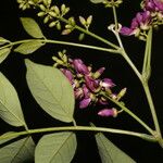 Lonchocarpus parviflorus Цвят