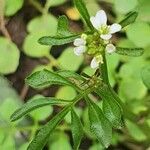 Cardamine flexuosa 葉