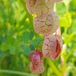 Rumex vesicarius Frucht