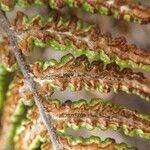 Hemionitis farinosa Leaf