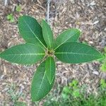 Chionanthus pygmaeus Blad