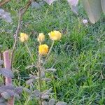 Trollius asiaticus List