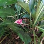 Aglaonema commutatum Owoc