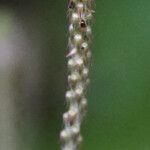 Achyranthes aspera Flower