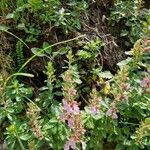 Teucrium chamaedrysFlower