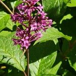 Syringa josikaea Flower