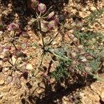 Lomatium mohavense Habitus