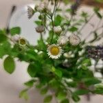 Erigeron strigosus Fula