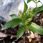 Mercurialis perennis Habitus