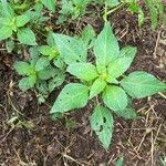 Acalypha virginica Blatt