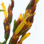 Sanchezia speciosa Квітка