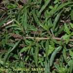 Amaranthus muricatus Drugo