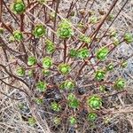 Aeonium spathulatum Levél