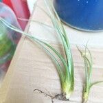 Tillandsia baileyi Leaf